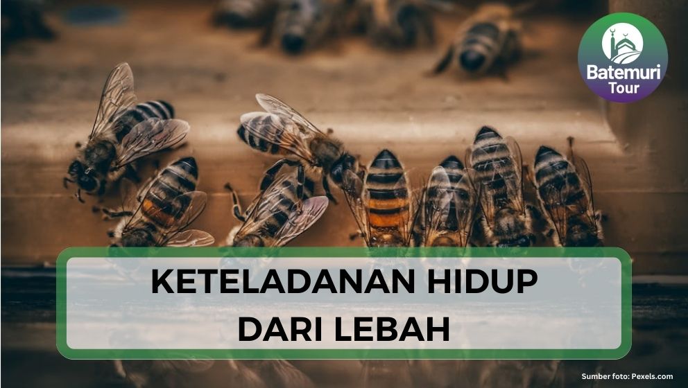 Hikmah : Mencontoh Keteladanan Hidup dari Lebah